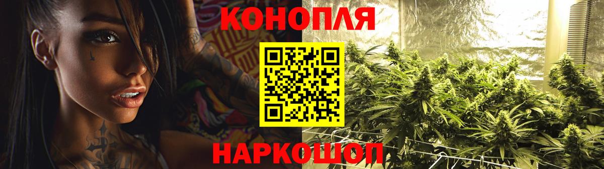 Каннабис сатива Тверь